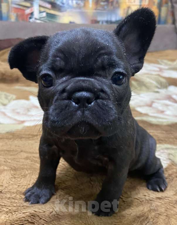 Собаки в Стерлитамаке: Французский бульдог  Девочка, Бесплатно - фото 2