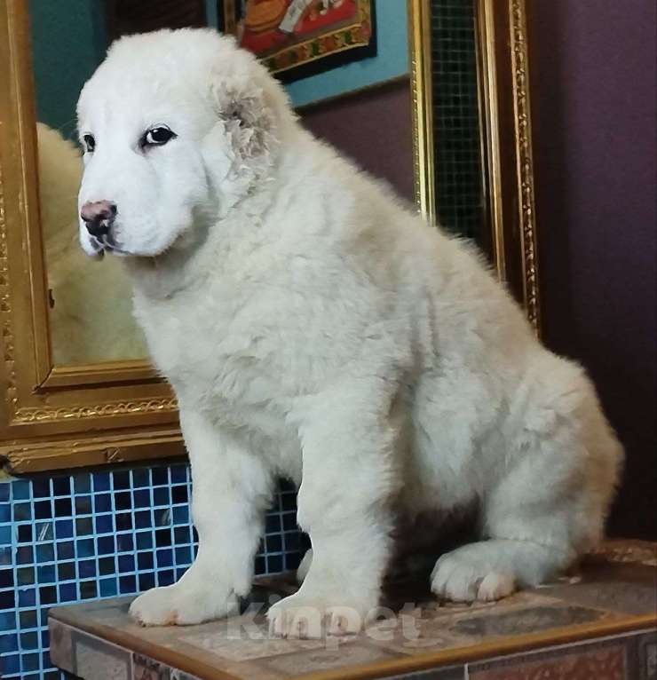 Собаки в других городах Ленинградской области: Щенок САО(Алабай) Мальчик, 200 000 руб. - фото 1