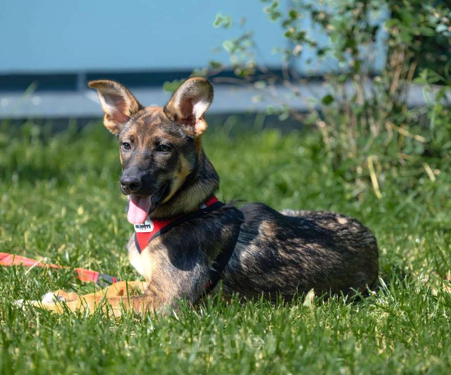Собаки в Москве: Щенок в добрые руки бесплатно Москва Девочка, Бесплатно - фото 5