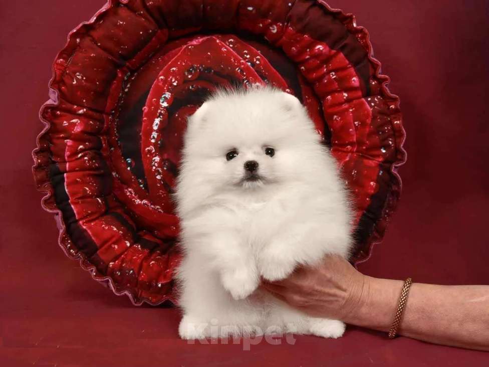 Собаки в Москве: Померанский мини шпиц Девочка, 50 000 руб. - фото 4