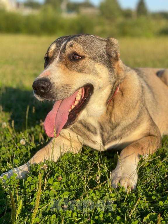 Собаки в Владимире: Алабай в добрые руки Девочка, Бесплатно - фото 5