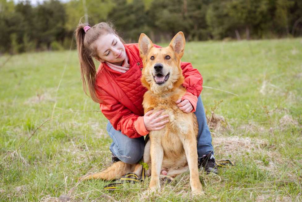 Собаки в Москве: Немецкая овчарка в дар Мальчик, Бесплатно - фото 10