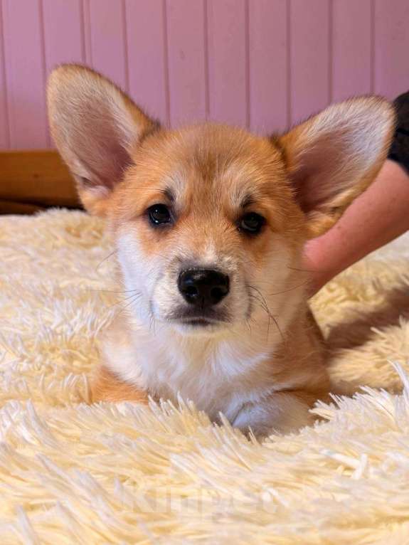Собаки в Москве: Щенки Вельш корги Пемброк Мальчик, 55 000 руб. - фото 2