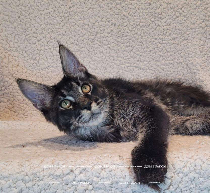 Кошки в других городах Ленинградской области: Кот мейн-кун Y Lucik Raksi Line Мальчик, Бесплатно - фото 6