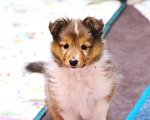 Собаки в Вологде: Очаровательный щенок шелти Мальчик, Бесплатно - фото 3