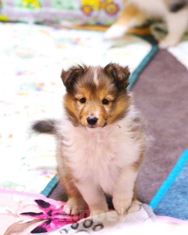 Собаки в Вологде: Очаровательный щенок шелти Мальчик, Бесплатно - фото 3