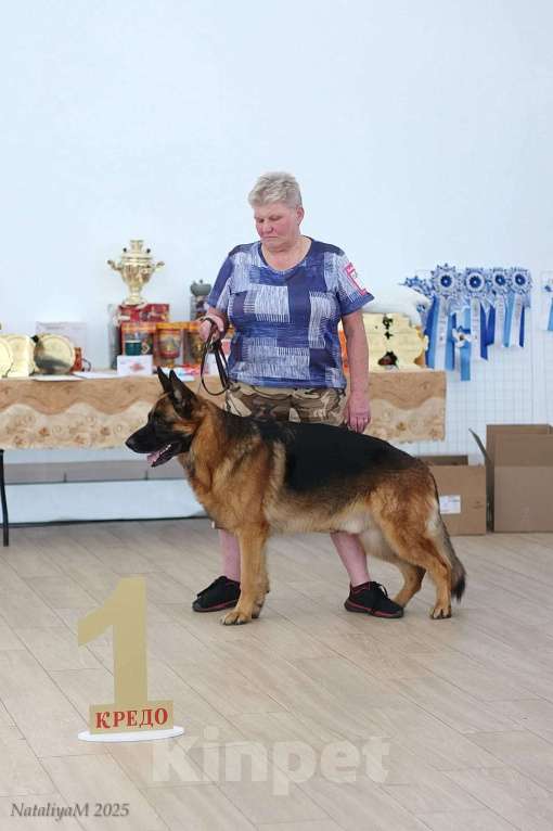 Собаки в других городах Владимирской области: Высокопородные щенки немецкой овчарки от титулованных родителей Мальчик, 75 000 руб. - фото 3