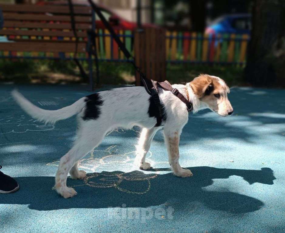 Собаки в Москве: Космический щенок Плутон Мальчик, Бесплатно - фото 4