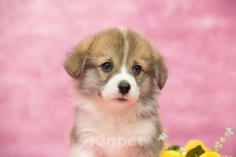 Собаки в Москве: Вельш корги пемброк щенки Разнополые, 40 000 руб. - фото 7