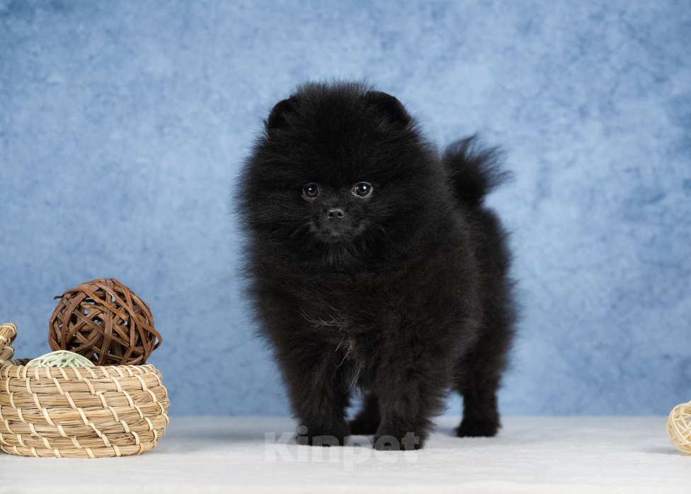 Собаки в Всеволожске: Мальчик померанского шпица Мальчик, 60 000 руб. - фото 2