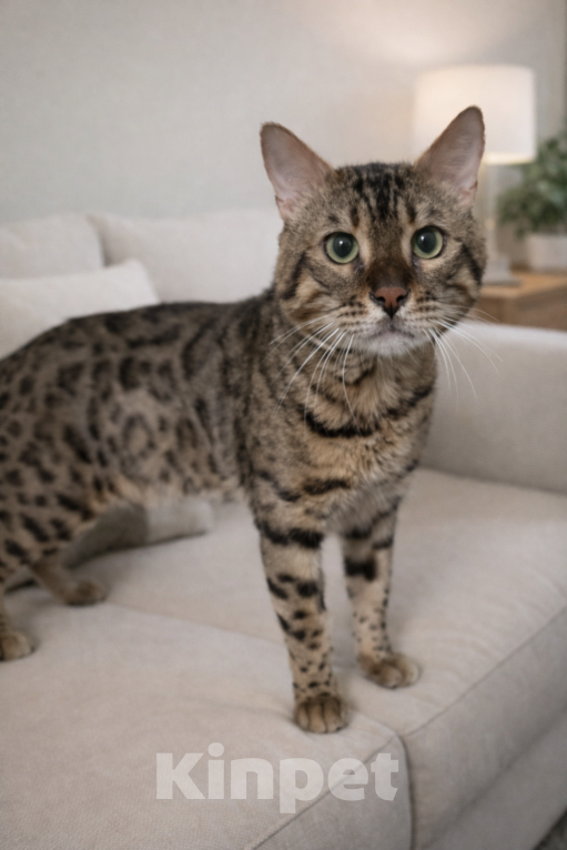 Кошки в Санкт-Петербурге: Сеньор Пушкевич ищет себе хозяина Мальчик, Бесплатно - фото 2