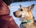 Собаки в Москве: Овчарка в добрые руки Девочка, Бесплатно - фото 8