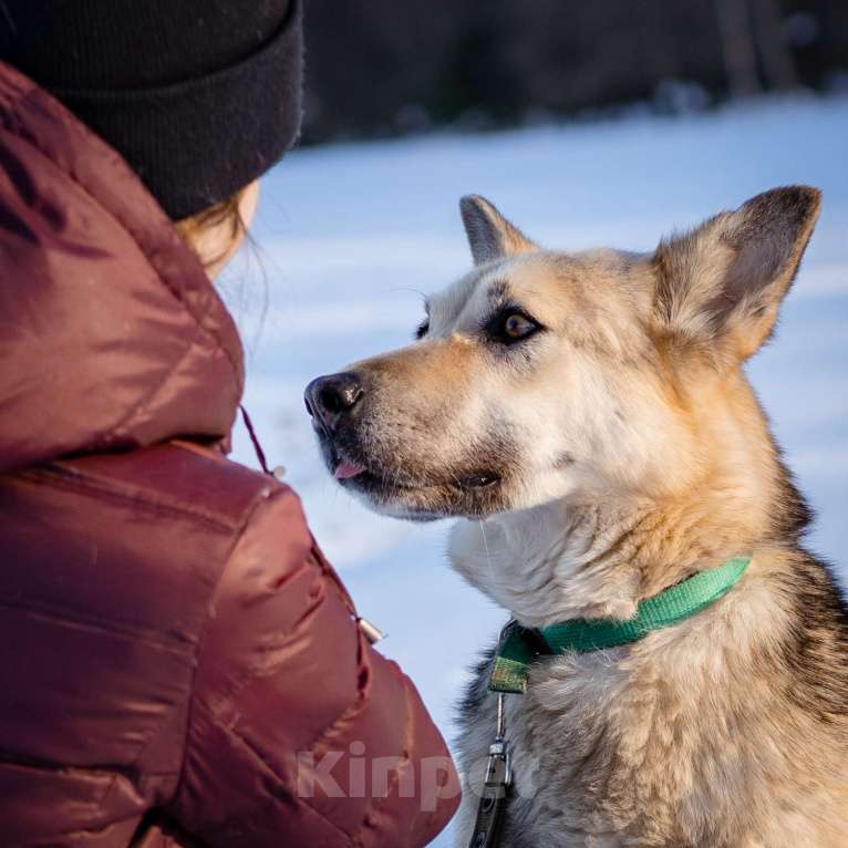 Собаки в Москве: Овчарка в добрые руки Девочка, Бесплатно - фото 8