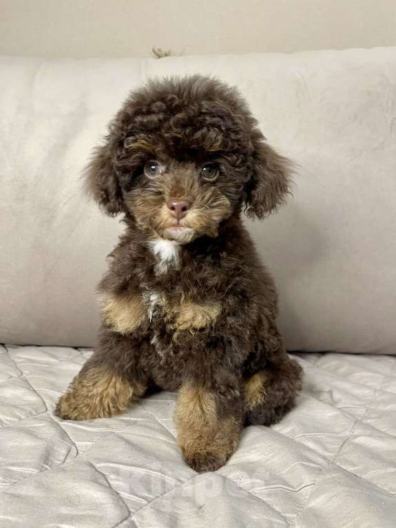 Собаки в Калуге: Той пудель фантом  Девочка, 75 000 руб. - фото 4