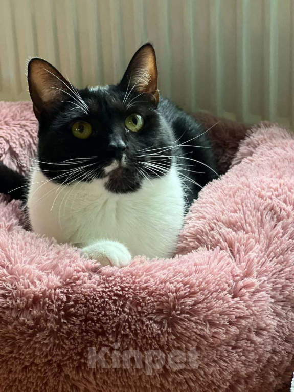 Кошки в Москве: Не пугайте кошек Девочка, Бесплатно - фото 2