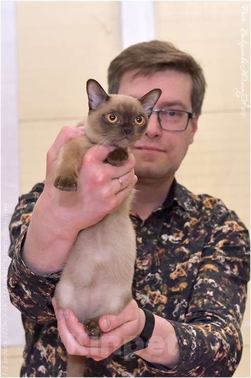 Кошки в Ростове-на-Дону: Американская Бурма котята Мальчик, Бесплатно - фото 4