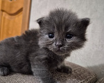 Кошки в Армавире: Продаю котят Мальчик, 5 000 руб. - фото 6