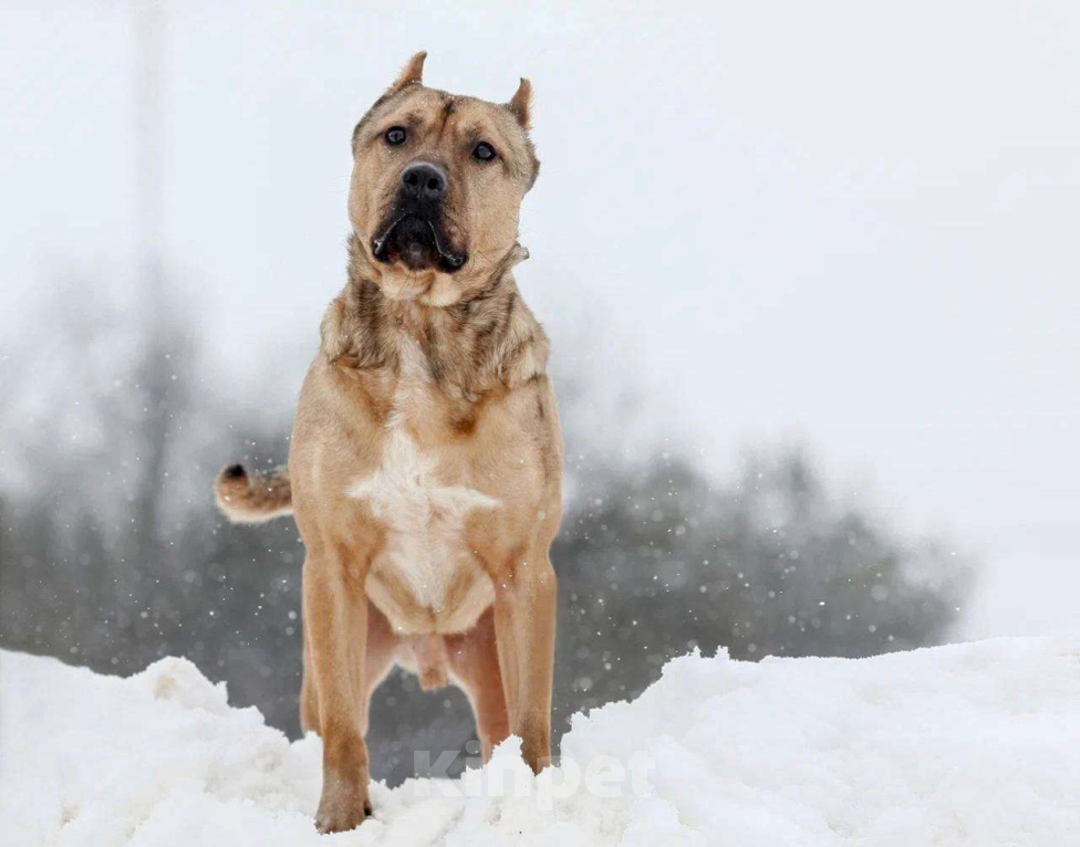 Собаки в Москве: Грей ищет семью, 3.5 года,Привит, Кастрирован  Мальчик, Бесплатно - фото 2
