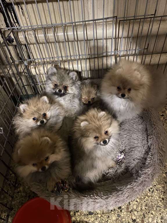 Собаки в Новосибирске: померанские   шпицы Мальчик, 35 000 руб. - фото 5