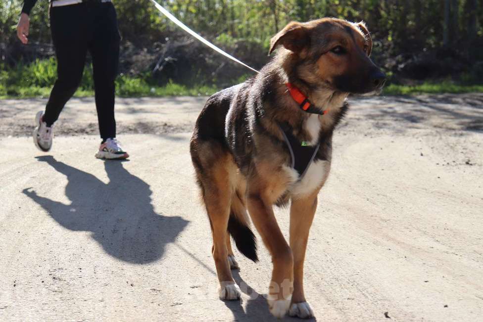 Собаки в Москве: Фиби - собака мечты Девочка, Бесплатно - фото 5