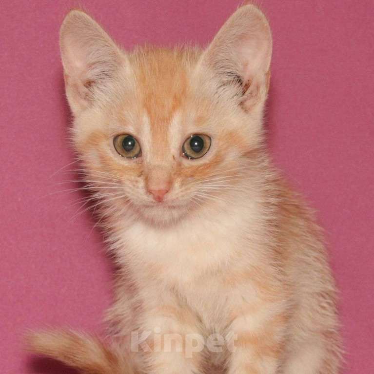 Кошки в Москве: Маленький рыжий котенок в беде 🆘️ Срочный поиск дома Мальчик, Бесплатно - фото 5
