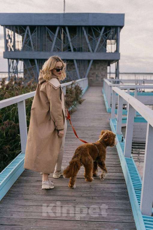 Собаки в Сочи: Вязка самого красивого лабрадудля 2025 года Мальчик, 150 000 руб. - фото 6