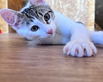 Кошки в Москве: Котенок Окси Мальчик, Бесплатно - фото 5