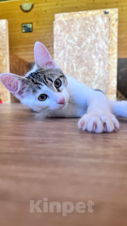 Кошки в Москве: Котенок Окси Мальчик, Бесплатно - фото 5