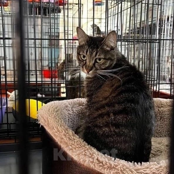Кошки в Москве: Даже кураторы Медуши отчаялись, они не верят, что он найдет дом  Мальчик, Бесплатно - фото 3