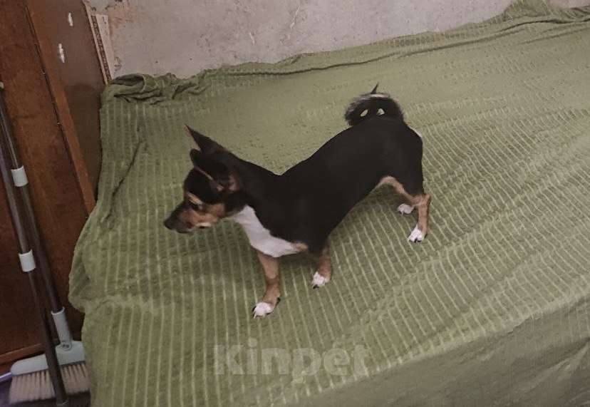 Собаки в Люберцах: Отдаем собачку в добрые руки Девочка, Бесплатно - фото 3