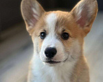 Собаки в Казани: Вельш-корги  Мальчик, 50 000 руб. - фото 1