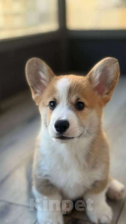 Собаки в Казани: Вельш-корги  Мальчик, 50 000 руб. - фото 1