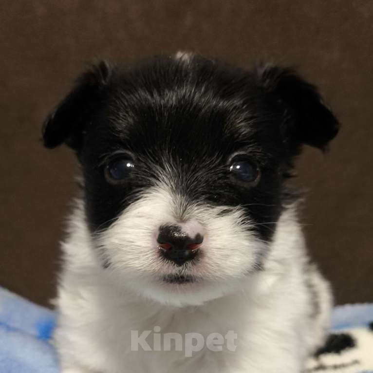 Собаки в Москве: Папийон девочка триколор Девочка, 58 000 руб. - фото 1