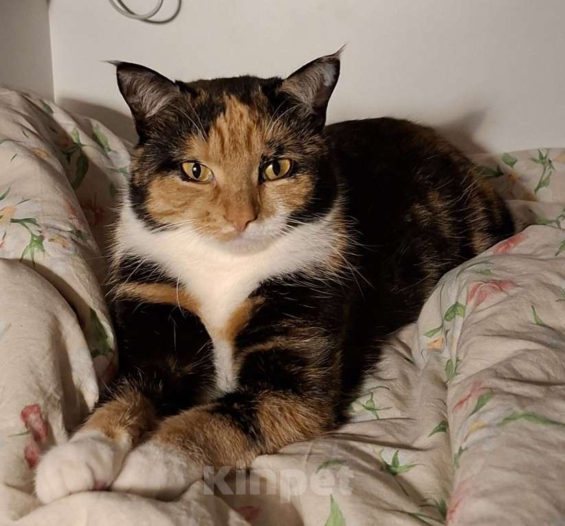 Кошки в Москве: Уютная спокойная кошечка Мармуська в добрые ручки Девочка, Бесплатно - фото 9