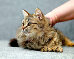 Кошки в Одинцово: кошечки в приюте Девочка, 10 руб. - фото 4