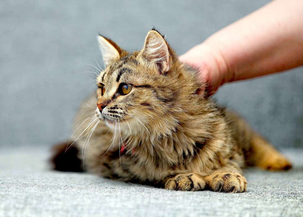 Кошки в Одинцово: кошечки в приюте Девочка, 10 руб. - фото 4