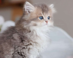 Кошки в Владивостоке: Британский длинношерстный котенок  Мальчик, 70 000 руб. - фото 5