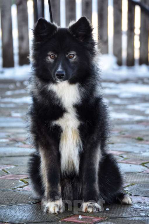 Собаки в Москве: Ненецкая оленегонная лайка. Кобель YUYDI. Мальчик, 60 000 руб. - фото 2