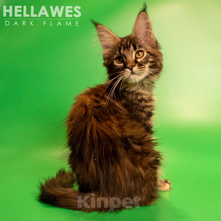 Кошки в других городах Воронежской области: Helavis Dark Flame Девочка, Бесплатно - фото 3