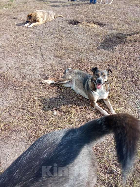 Собаки в Казани: Тося) Девочка, Бесплатно - фото 7