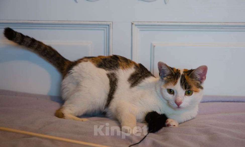 Кошки в Москве: Трехцветная кото-мартышка Маришка в добрые руки Девочка, Бесплатно - фото 2