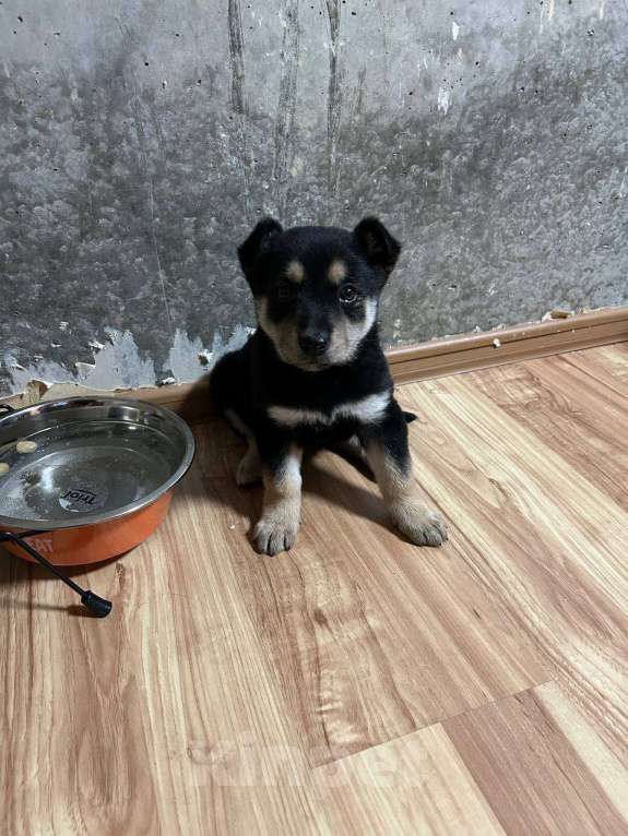 Собаки в Заречном: Щенок Немецкой овчарки Девочка, 4 000 руб. - фото 2