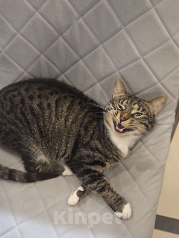 Кошки в Санкт-Петербурге: Шикарная кошка в добрые руки Девочка, Бесплатно - фото 3