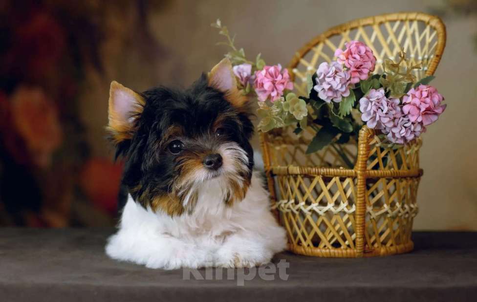 Собаки в Калининграде: Щенок (девочка) бивер терьеров. Девочка, Бесплатно - фото 3