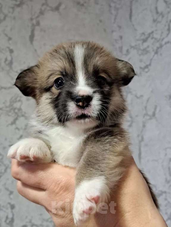 Собаки в Волгодонске: Щенки Вельш Корги Пемброк Разнополые, Бесплатно - фото 8