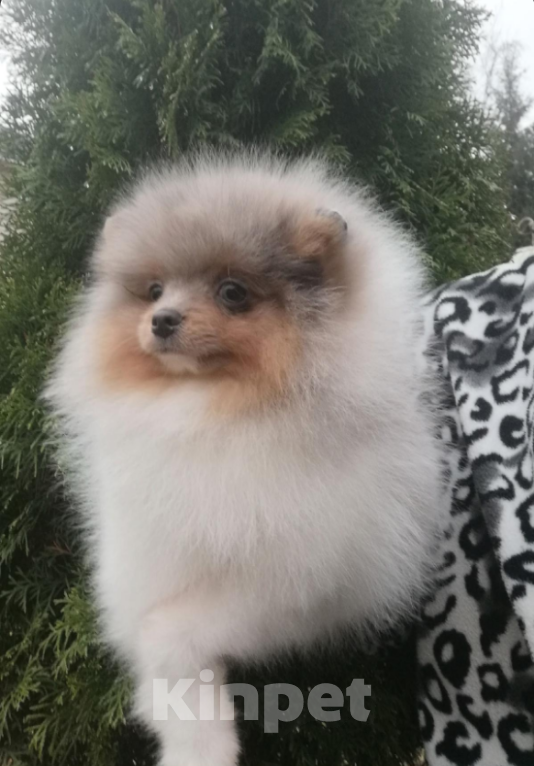 Собаки в Санкт-Петербурге: Мальчик шпиц Мальчик, 35 000 руб. - фото 1