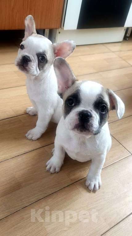 Собаки в Москве: Щенки французского бульдога Разнополые, 49 000 руб. - фото 1
