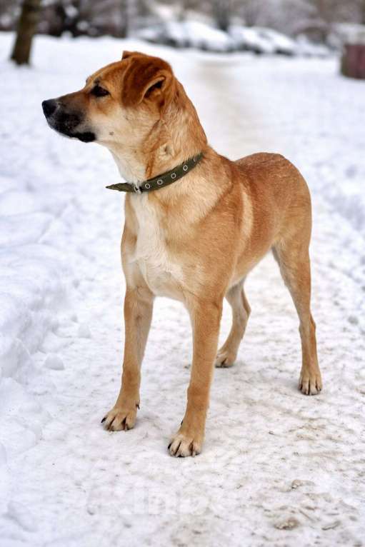 Собаки в Химках: Мальчик Кабачок ищет дом Мальчик, Бесплатно - фото 8