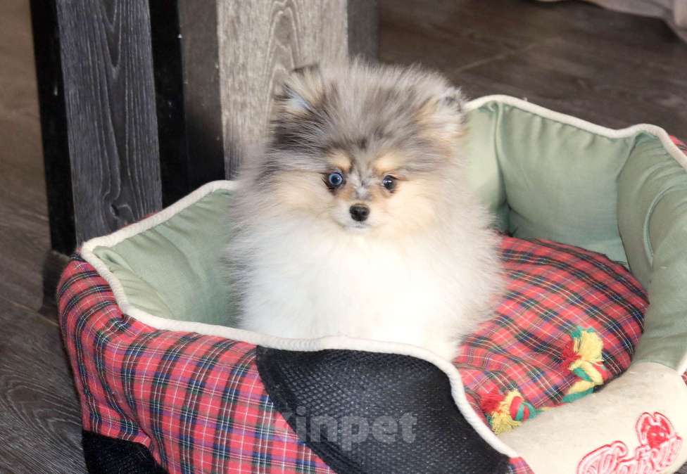 Собаки в Москве: Голубоглазый щенок шпица Мальчик, 55 000 руб. - фото 4