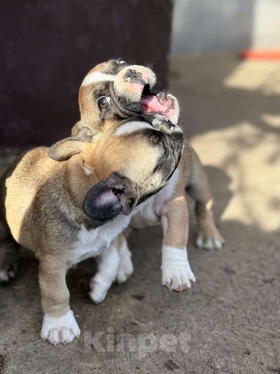 Собаки в Тимашевске: Щенки французского бульдога Мальчик, 20 000 руб. - фото 4
